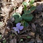 Viola pyrenaica Flor