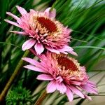 Echinacea purpurea Blodyn