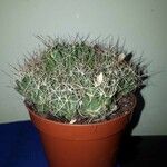 Mammillaria decipiens Foglia