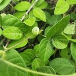 Macrotyloma uniflorum Leaf