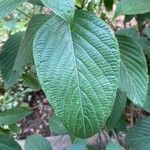 Eranthemum pulchellum Feuille