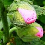 Rosa damascena ফুল