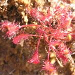 Drosera intermedia Lapas