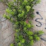 Podocarpus macrophyllus Levél