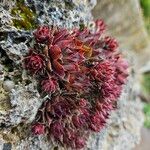 Sempervivum montanum Hoja