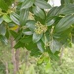 Cinnamomum verum 葉