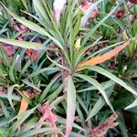 Ruellia simplex Leaf