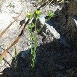 Linum strictum Hábito