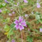 Malva sylvestris Fiore