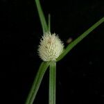 Cyperus mindorensis Gyümölcs