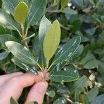 Olea capensisLeaf