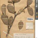 Manilkara elata Hoja