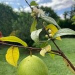 Eugenia stipitata Fruit