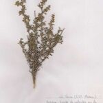 Artemisia barrelieri अन्य