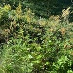 Filipendula ulmaria Агульны выгляд