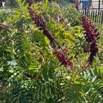 Melianthus major Blüte