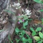 Cyanthillium cinereum 花