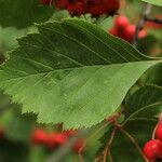 Crataegus succulenta Feuille