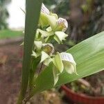 Prosthechea chacaoensis Flower