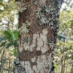 Quercus petraea Casca
