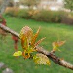 Idesia polycarpa Blatt