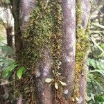 Cyathea glauca Bark