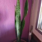 Sansevieria hyacinthoides Blad