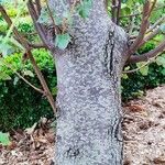 Fremontodendron californicum বাকল