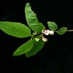 Lonicera lanceolata Hábito