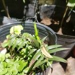 Araucaria bidwillii Leaf