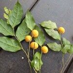 Drypetes inaequalis Fruto