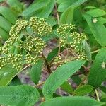 Sorbus americana Lapas