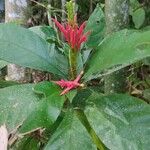 Aphelandra scabra Flor