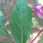 Impatiens baronii Lapas