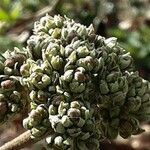 Viburnum lantana Blomst