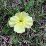 Oenothera triloba Λουλούδι