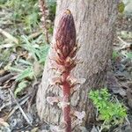 Orobanche hederaeÇiçek