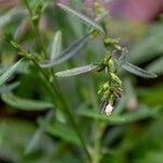 Pseudelephantopus spicatus Blüte