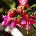 Fuchsia × standishii Çiçek