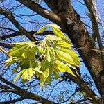 Acer cissifolium Folha