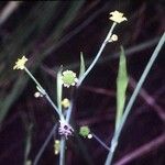 Ranunculus pusillus Habit