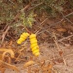 Prosopis strombulifera Fruitua