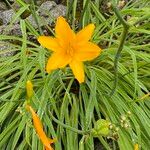 Hemerocallis middendorffii Цветок