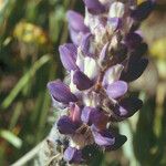 Lupinus sellulus Flower