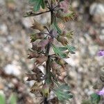 Teucrium botrys Feuille