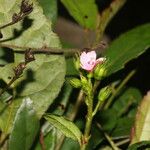 Pavonia schiedeana Λουλούδι
