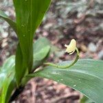 Polystachya laxiflora Flower