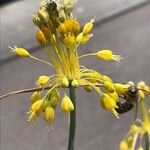 Allium flavum Cvet