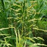 Sorghum halepense Цвят