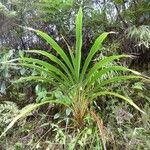 Cordyline mauritiana Hábito